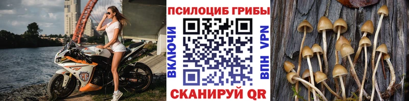 где найти   Черноголовка  Галлюциногенные грибы Cubensis 